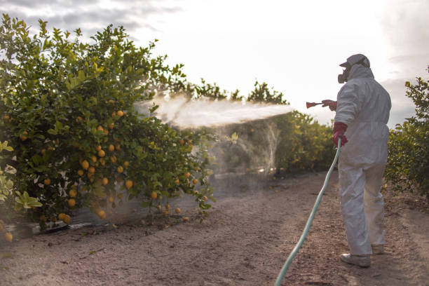 Best Bird Control  in Kilauea, HI