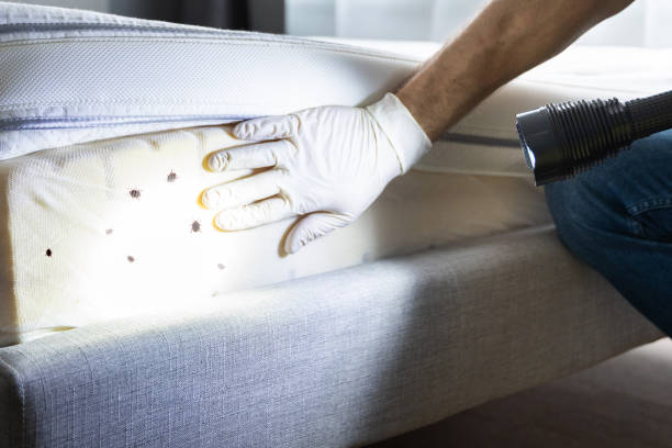 Best Mosquito Control Services  in Kilauea, HI